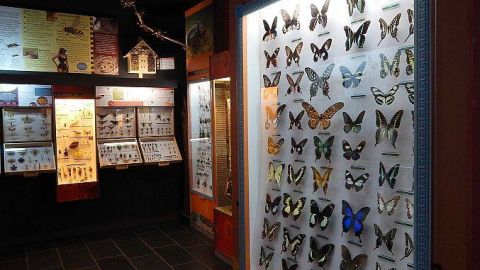 Muzeum Motyli we Władysławowie